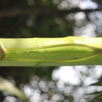 Areca catechu L.